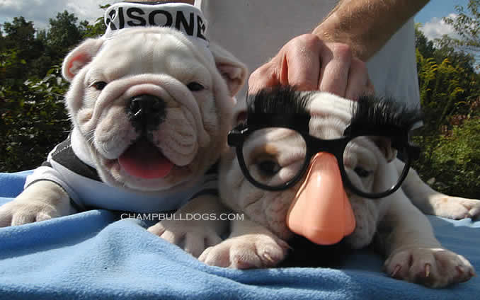 English Bulldog puppies